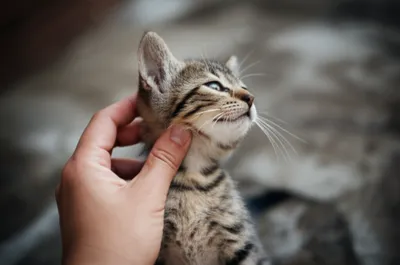 Illustration cuff - Image 1