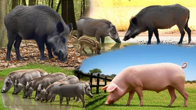 Illustration hogs - Image 1