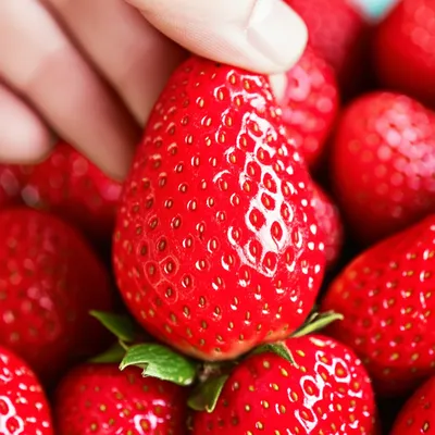 Illustration irresistibly