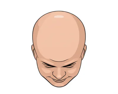 Illustration hairless - Image 1