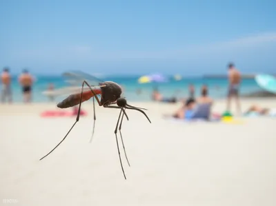 Illustration sandflies - Image 1