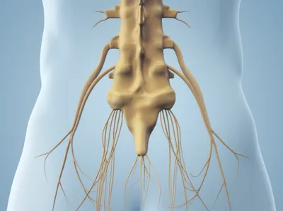 Hình ảnh minh họa horsetails - Ảnh 1