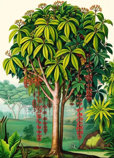 Illustration cloves - Image 2