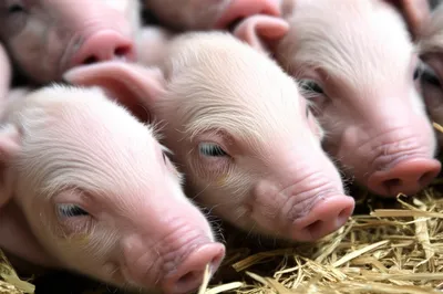 Illustration piglets