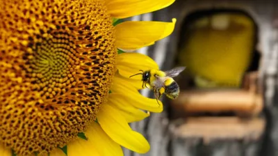 Illustration bee - Image 1