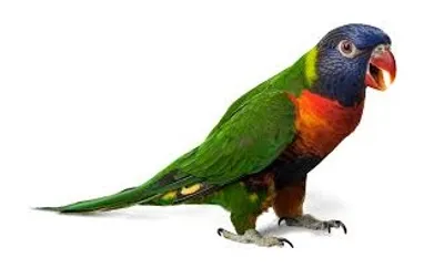 Illustration parrot - Image 2