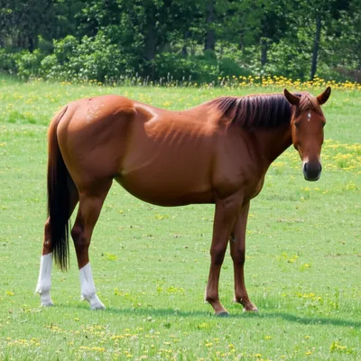 Illustration swayback - Image 1