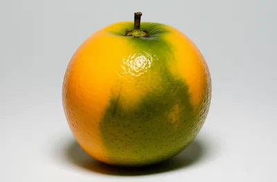 Illustration jaundice - Image 1