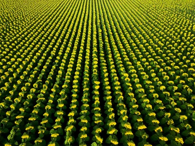 Illustration checker - Image 1