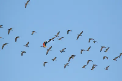 Illustration varying - Image 1