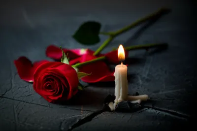 Hình ảnh minh họa gat - Ảnh 1