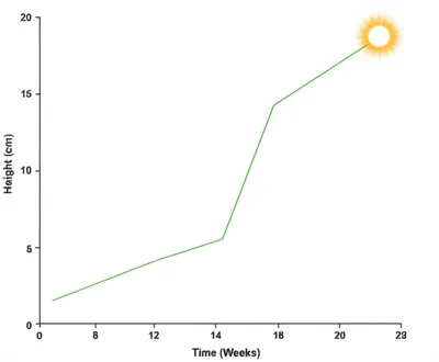 Illustration pea - Image 1