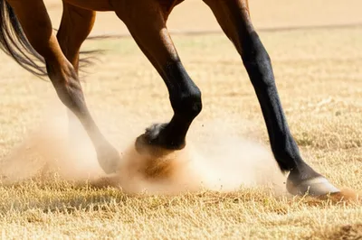 Illustration hoofed - Image 1