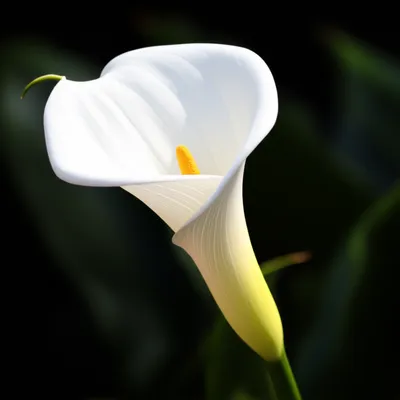 Illustration calla - Image 1