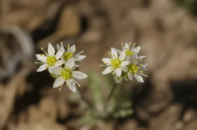 Illustration doublet - Image 1