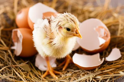 Illustration freshest - Image 1