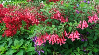 Illustration fuchsia