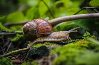 Illustration house - Image 1