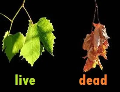 Illustration live - Image 3