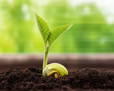 Illustration quickens - Image 1