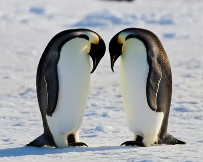 Illustration conspecifics