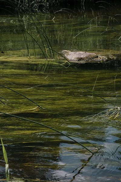 Illustration alga - Image 2