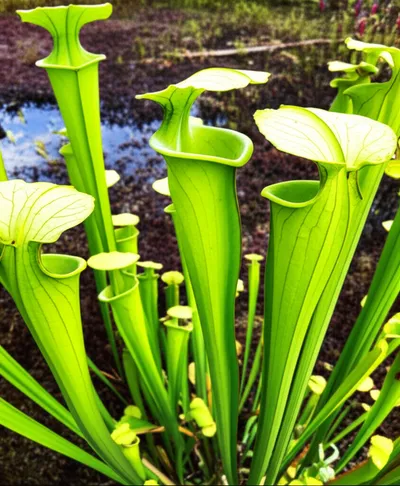 Illustration trumpets - Image 1