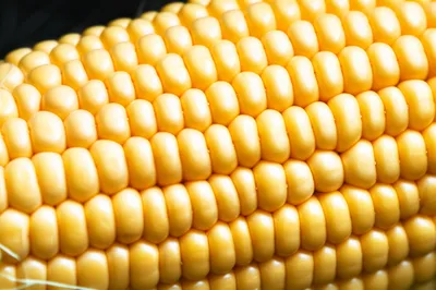 Illustration cob - Image 1