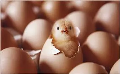 Illustration develop - Image 3