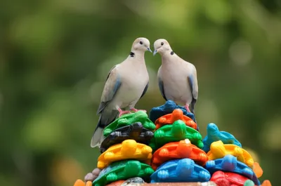 Illustration turtles - Image 1