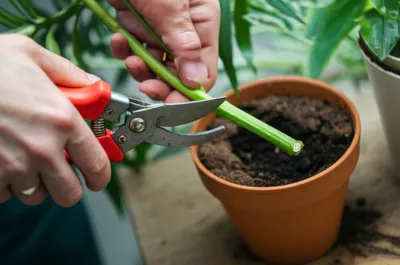 Illustration piping - Image 1