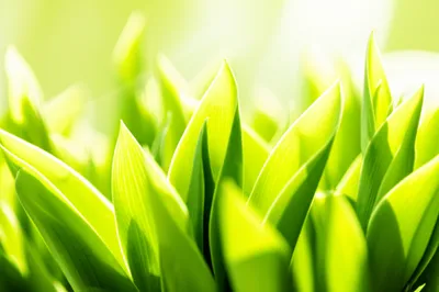 Illustration green - Image 1