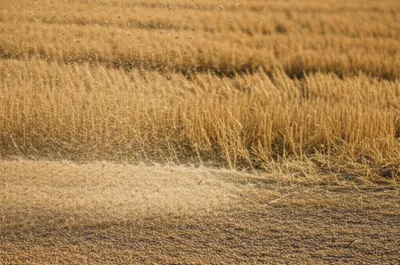 Illustration tailing - Image 1