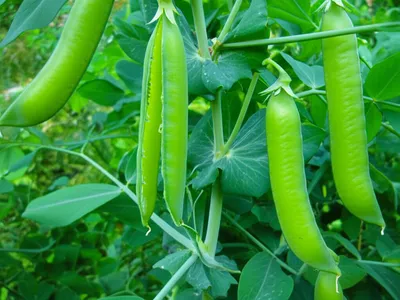 Illustration pod - Image 1