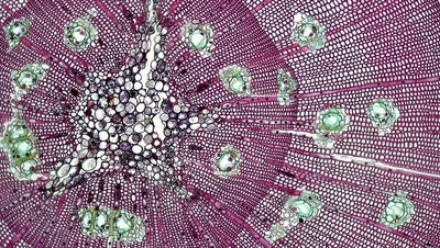 Illustration gymnosperm - Image 2