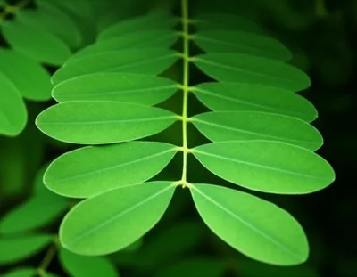 Illustration folioles - Image 1