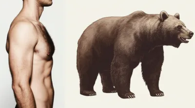 Illustration otter - Image 1