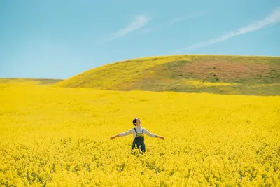 Illustration oilseed - Image 2