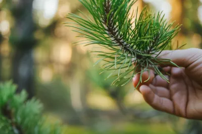 Illustration balsamic - Image 1