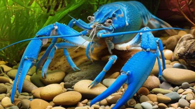 Illustration marrons - Image 1