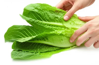 Illustration leafing - Image 1