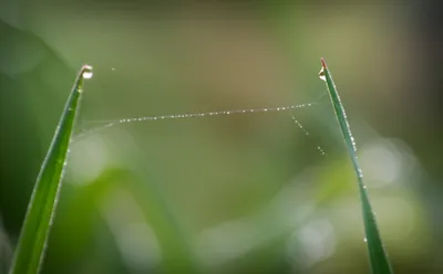 Illustration hairlines - Image 1