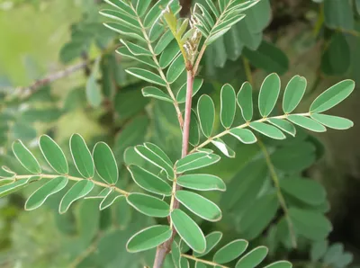 Illustration licorice