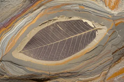 Illustration fossilized - Image 1