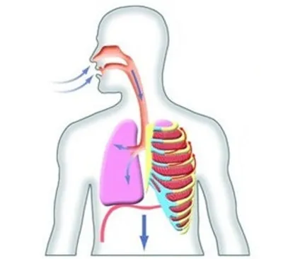 Illustration inhalation - Image 2