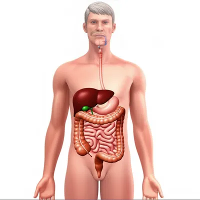 Illustration viscera - Image 1