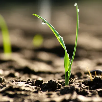 Illustration bladed - Image 1