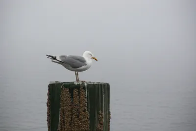 Illustration mews - Image 1