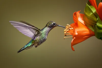 Illustration wooing - Image 1