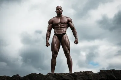 Illustration lion - Image 1